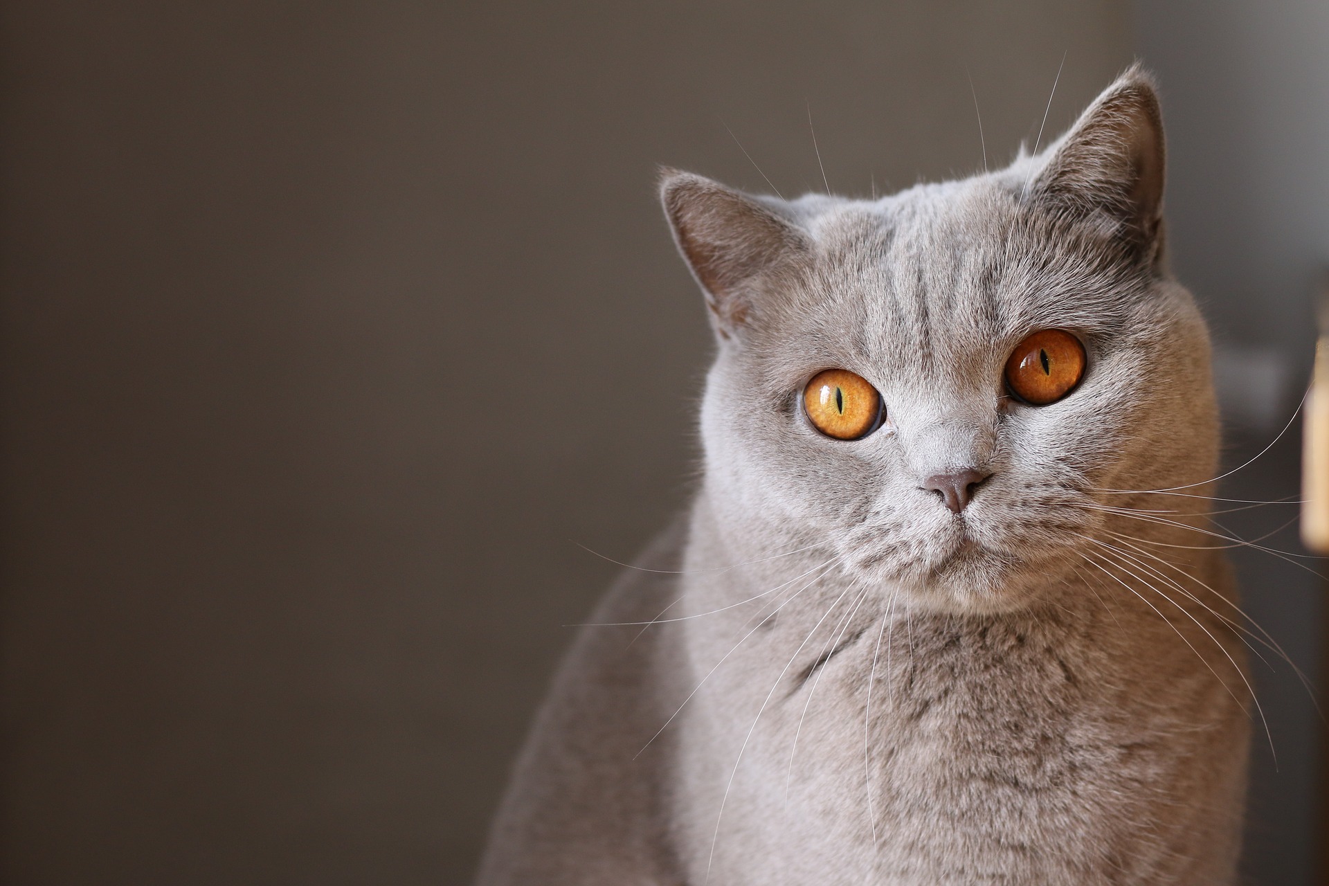 pale grey cat with striking orange eyes staring at you
