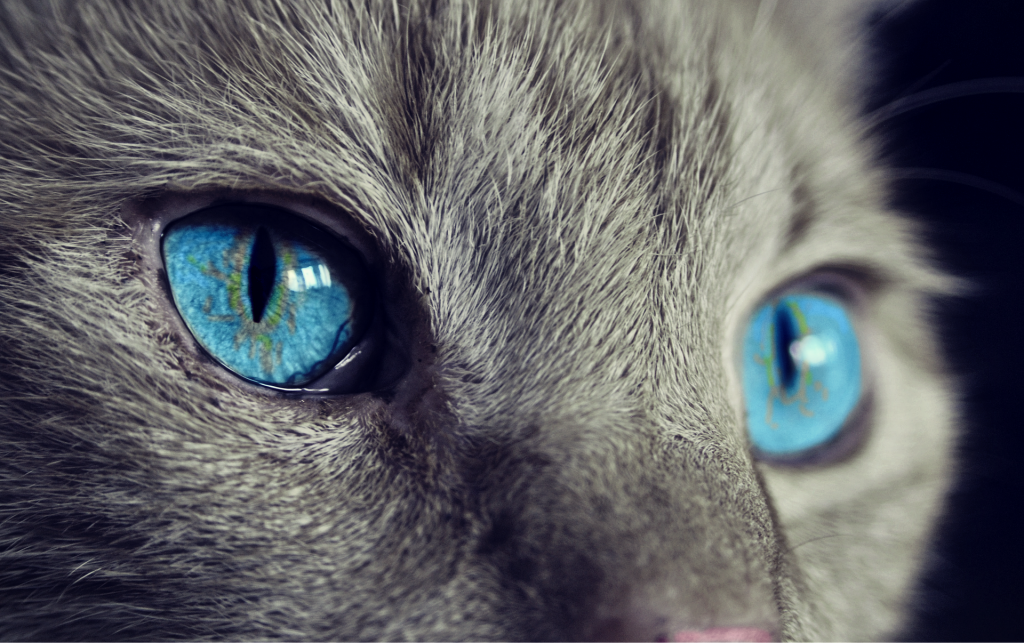 closeup of a grey cat's striking blue eyes