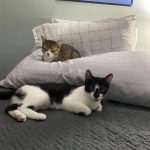sibling cats relaxing on their new owner's bed