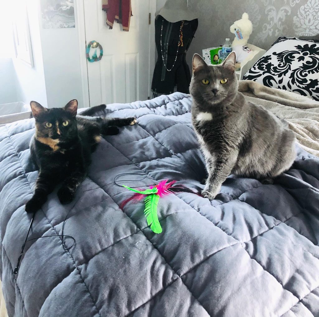 nani and aboo posing for the camera on their new owner's bed