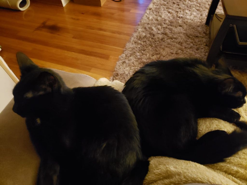 two black cat girls napping together in their new home