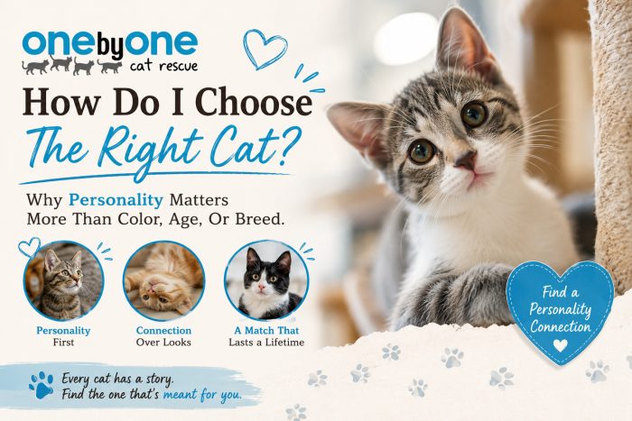how do i choose the right cat
