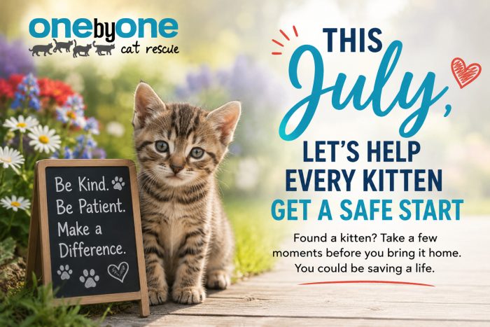 tips to help rescue kittens safely
