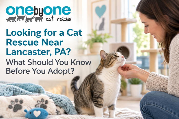 Rescue cat available for adoption near Lancaster and Reading Pennsylvania